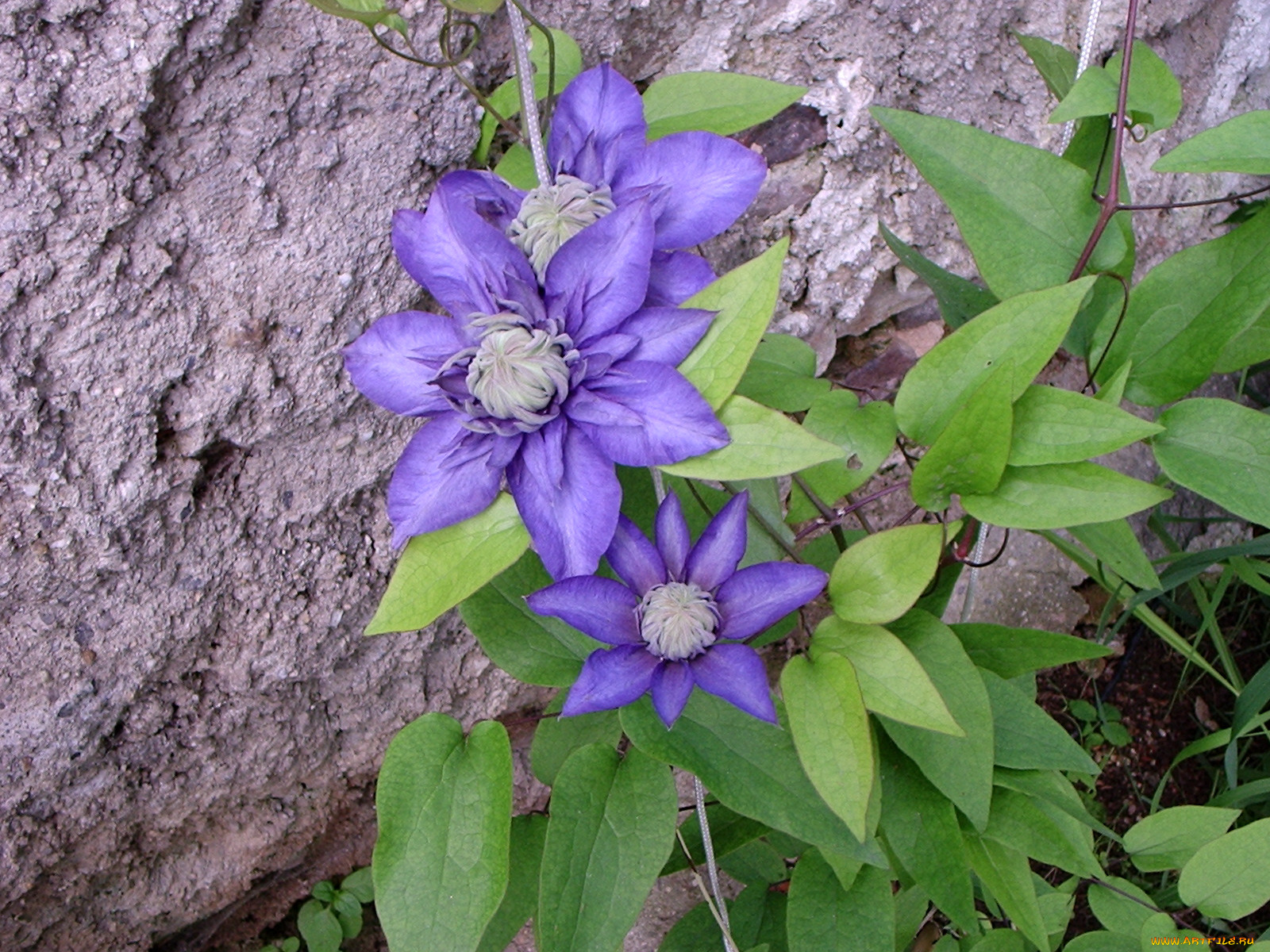 Клематис цельнолистный Сизая Птица (Clematis integrifolia Sizaia Ptitsa) 6л, цен
